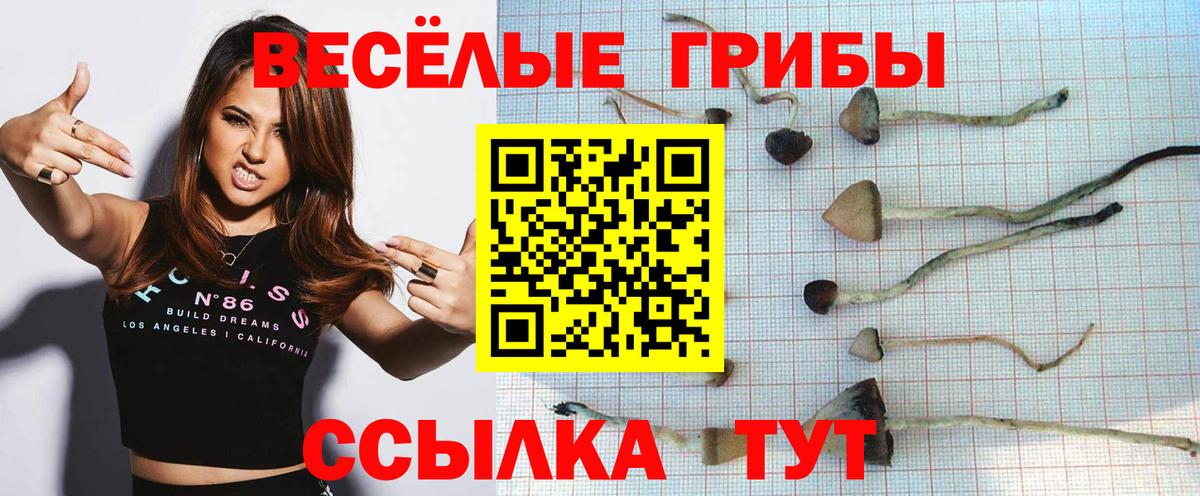 Армавир  Галлюциногенные грибы Psilocybine cubensis  Вход с VPN 